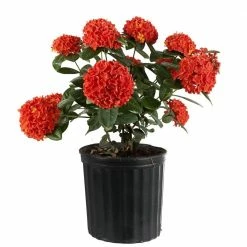 Best reviews of 🤩 Costa Farms 2 Gal. Orange Blooming Ixora Outdoor Plant in Grower's Pot 🧨