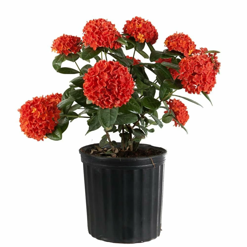 Best reviews of ๐คฉ Costa Farms 2 Gal. Orange Blooming Ixora Outdoor Plant in Grower's Pot ๐งจ
