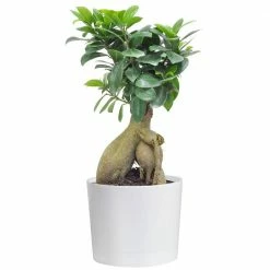 Budget ✔️ Costa Farms Ficus Bonsai in 6 in. Plastic Pot with Saucer ✔️