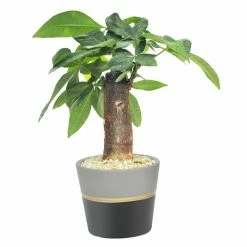 Outlet 😀 Costa Farms Petite Grower's Choice Ficus Bonsai in 4.75 in. Ceramic Pot ❤️