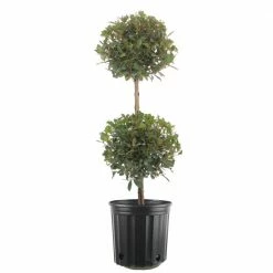 Cheapest 🥰 Costa Farms 10 in. Eugenia 2 Ball Topiary in Grower's Pot ❤️