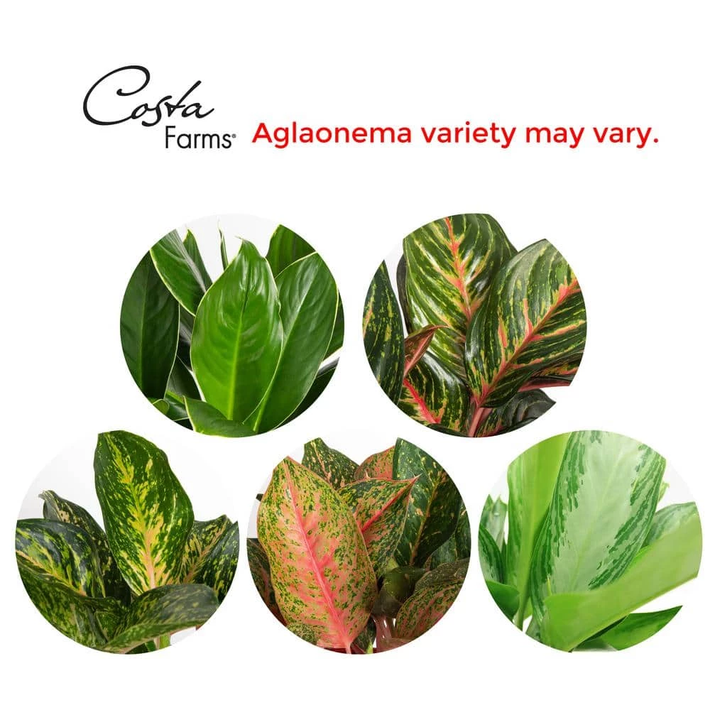 Budget ๐ Costa Farms Aglaonema Silver Bay in 9.25 in. Grower Pot ๐ - Image 4