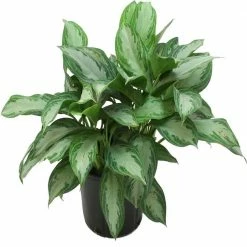 Budget 😀 Costa Farms Aglaonema Silver Bay in 9.25 in. Grower Pot 🔔