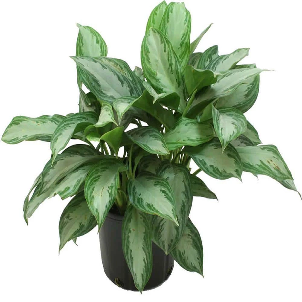 Budget ๐ Costa Farms Aglaonema Silver Bay in 9.25 in. Grower Pot ๐
