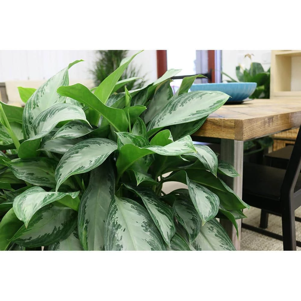 Budget ๐ Costa Farms Aglaonema Silver Bay in 9.25 in. Grower Pot ๐ - Image 3