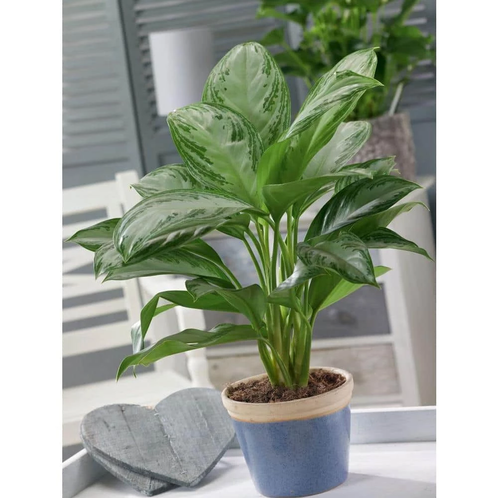 Budget ๐ Costa Farms Aglaonema Silver Bay in 9.25 in. Grower Pot ๐ - Image 2