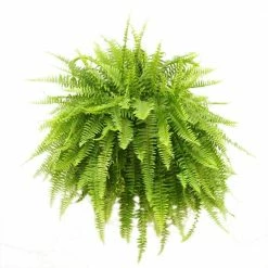Outlet 🧨 Costa Farms Boston Fern in 10 in. Hanging Basket 👍