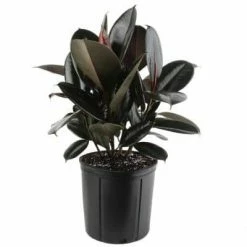 Deals 🌟 Costa Farms Burgundy Rubber Plant in 8.75 in. Pot 🔥