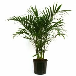 Promo 🌟 Costa Farms Cateracterum Palm (Cat Palm) in 9.25 in. Grower Pot 🥰