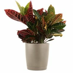 Wholesale ✔️ Costa Farms Croton Petra in 8.75 in. Taupe Decor Pot 🥰