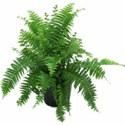 Outlet 🌟 Costa Farms Macho Fern in 8.75 in. Grower Pot 😉