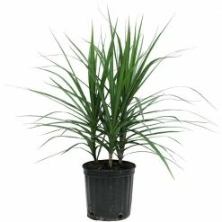 Wholesale 🎉 Costa Farms Marginata Bush in 8.75 in. Grower Pot 😍