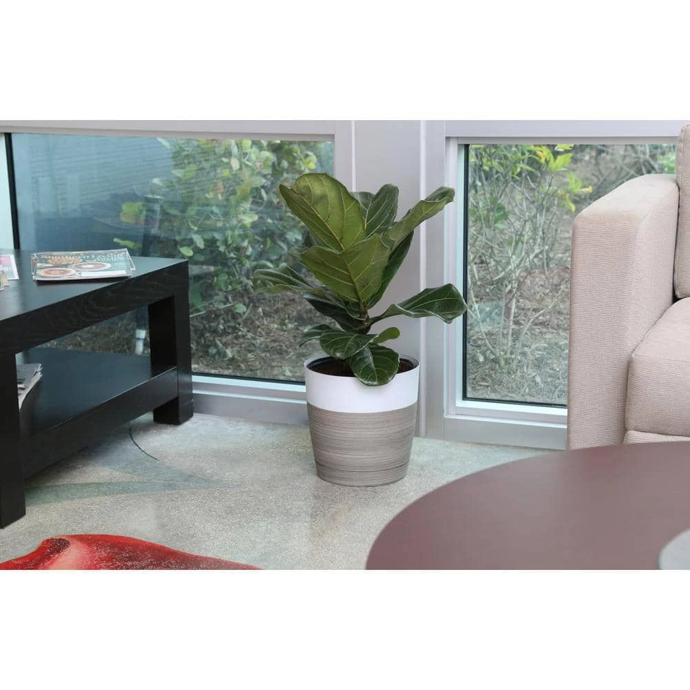 Wholesale ๐คฉ Costa Farms Fiddle Leaf Fig in 10in. Black Grower Pot ๐ - Image 4