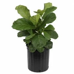 Wholesale 🤩 Costa Farms Fiddle Leaf Fig in 10in. Black Grower Pot 👍