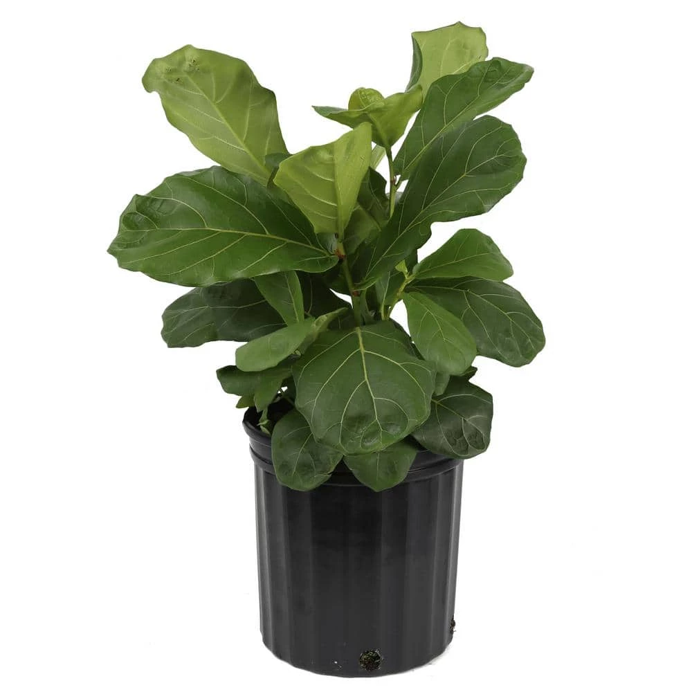 Wholesale ๐คฉ Costa Farms Fiddle Leaf Fig in 10in. Black Grower Pot ๐