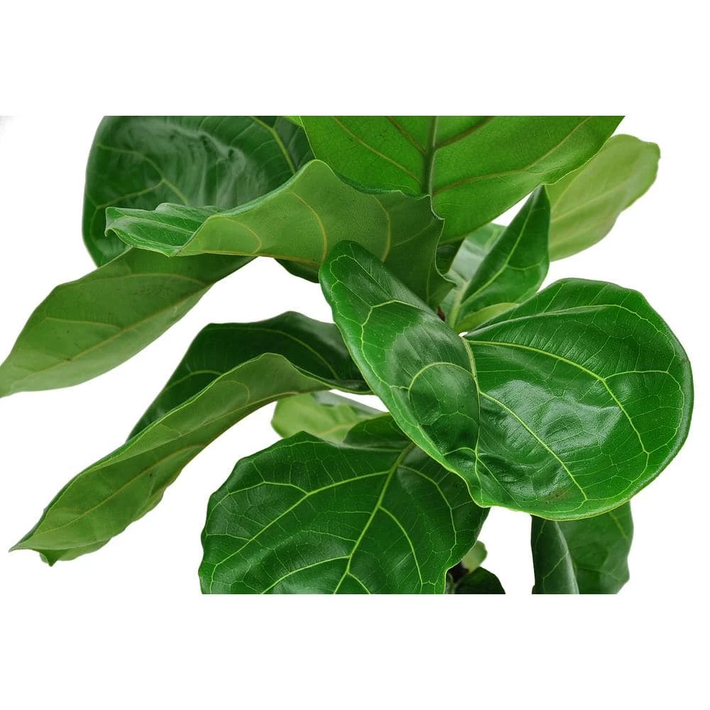 Wholesale ๐คฉ Costa Farms Fiddle Leaf Fig in 10in. Black Grower Pot ๐ - Image 2