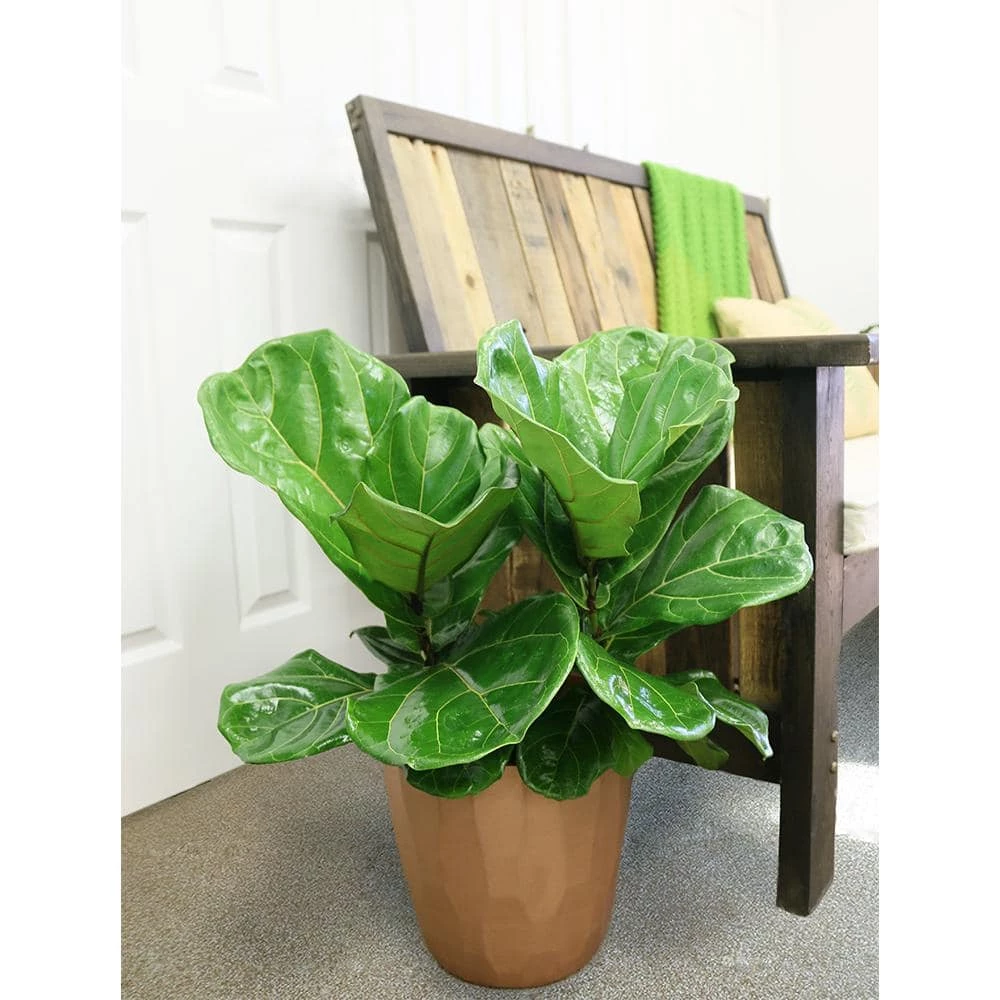 Wholesale ๐คฉ Costa Farms Fiddle Leaf Fig in 10in. Black Grower Pot ๐ - Image 7