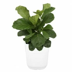 Budget 🛒 Costa Farms Fiddle Leaf Fig in 10in. White Decor Pot ⭐
