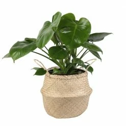 Buy 😍 Costa Farms Monstera Deliciosa Swiss Cheese Plant in 9.25 in. Natural Decor Basket ⭐
