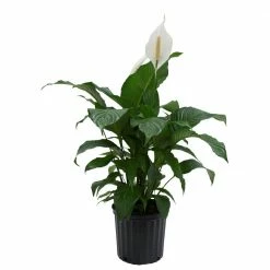 New 🔥 Costa Farms Spathiphyllum Sweet Pablo in 9.25 in. Grower Pot 🤩