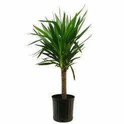 Wholesale 🎁 Costa Farms Yucca Cane in 8.75 in. Grower Pot 😀