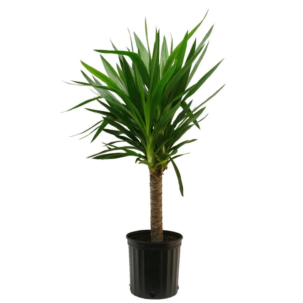 Wholesale 🎁 Costa Farms Yucca Cane in 8.75 in. Grower Pot 😀
