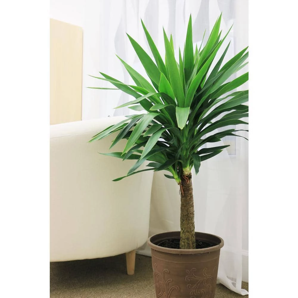 Wholesale 🎁 Costa Farms Yucca Cane in 8.75 in. Grower Pot 😀 - Image 2