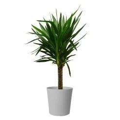Discount ✔️ Costa Farms Yucca Cane in 8.75 in. Gray Decor Pot ✔️