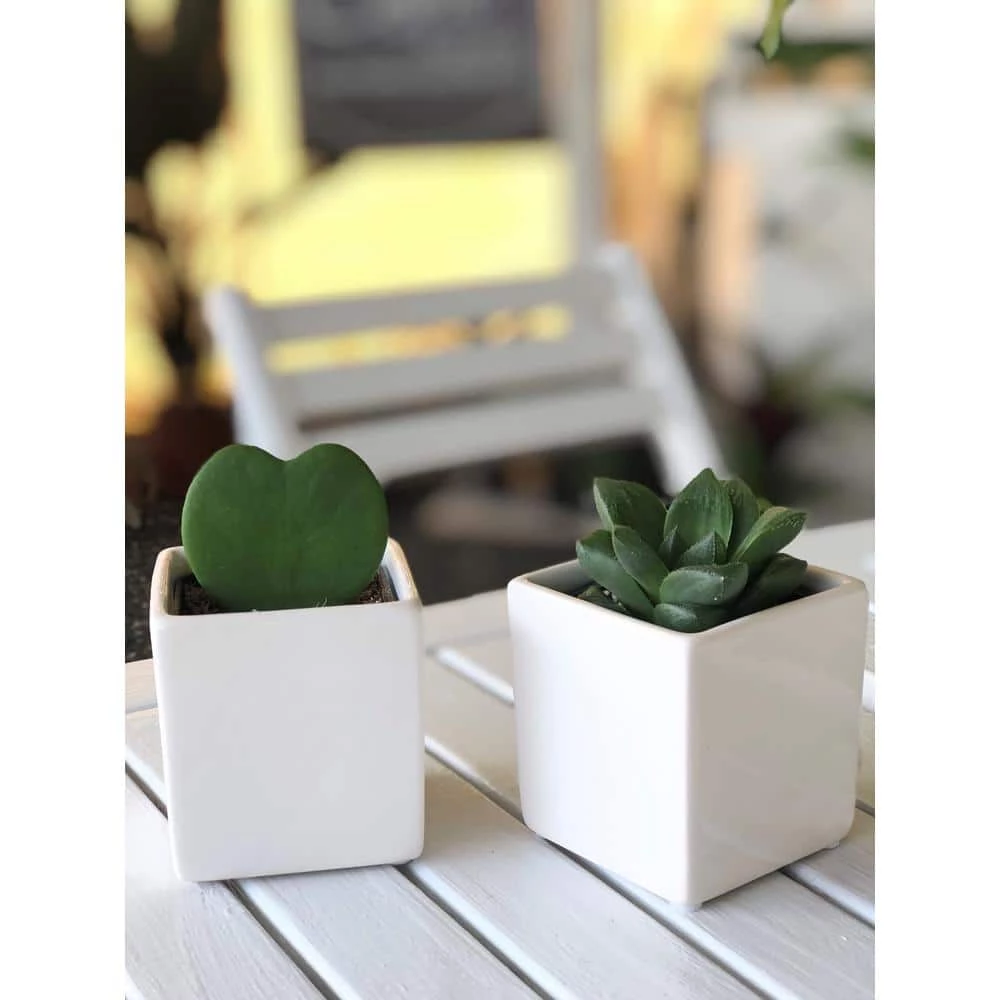 New 👍 Costa Farms Live Hoya Heart, Hoya Kerrii, Plant in Grower's Pot (3-Pack) 👍 - Image 4