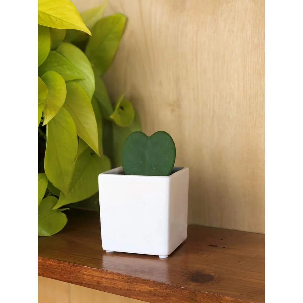 New 👍 Costa Farms Live Hoya Heart, Hoya Kerrii, Plant in Grower's Pot (3-Pack) 👍 - Image 3