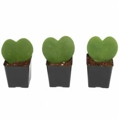 New 👍 Costa Farms Live Hoya Heart, Hoya Kerrii, Plant in Grower's Pot (3-Pack) 👍