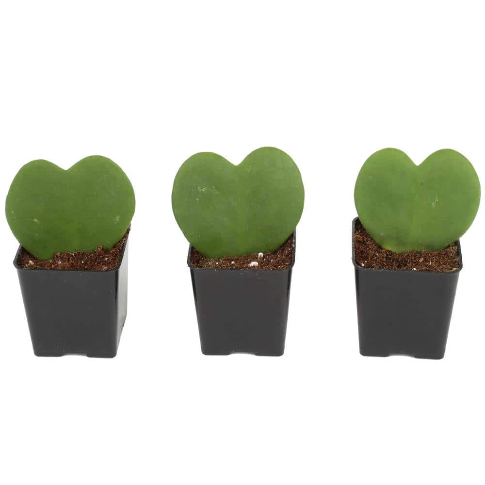 New 👍 Costa Farms Live Hoya Heart, Hoya Kerrii, Plant in Grower's Pot (3-Pack) 👍