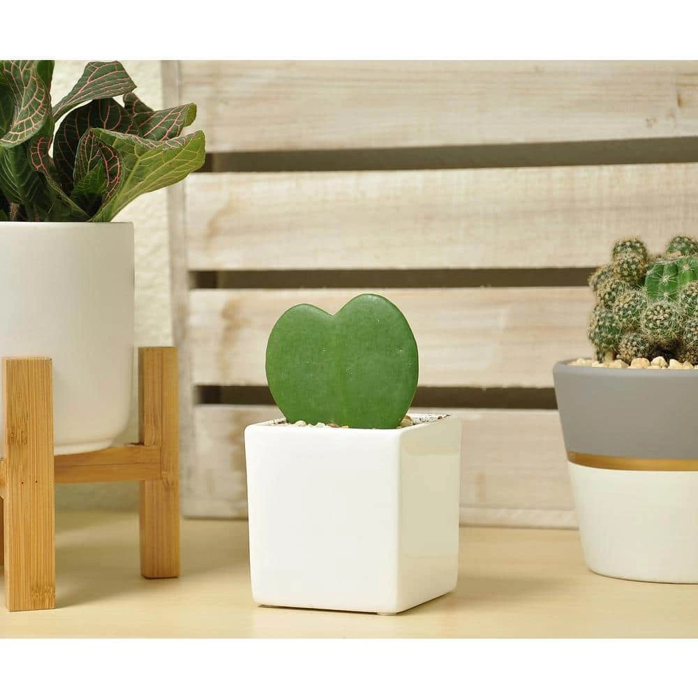 New 👍 Costa Farms Live Hoya Heart, Hoya Kerrii, Plant in Grower's Pot (3-Pack) 👍 - Image 2