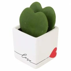 Outlet 👏 Costa Farms Sweetheart Hoya in 2.5in. White Ceramic Planter 🎁