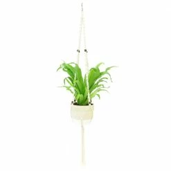 Outlet 🔔 Costa Farms Bird's Nest Fern Plant in 6 in. Premium Ceramic with Macrame Hanger 🌟