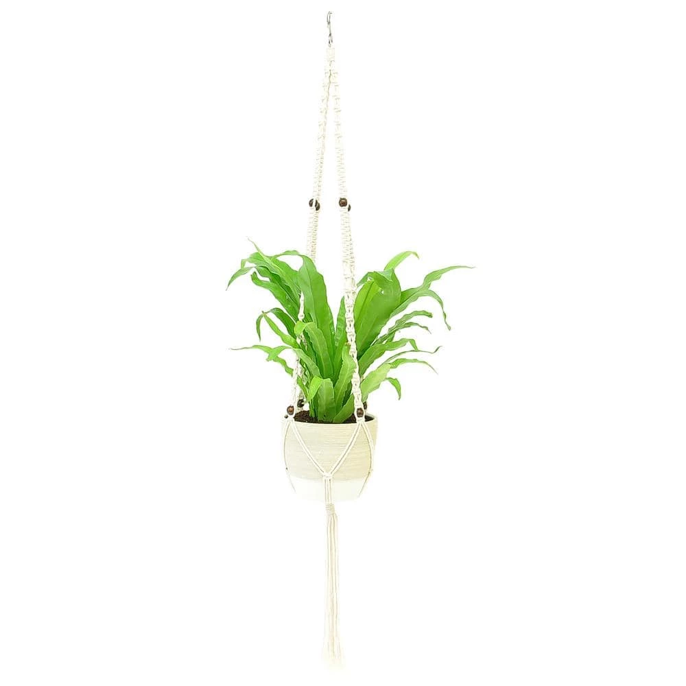 Outlet 🔔 Costa Farms Bird's Nest Fern Plant in 6 in. Premium Ceramic with Macrame Hanger 🌟