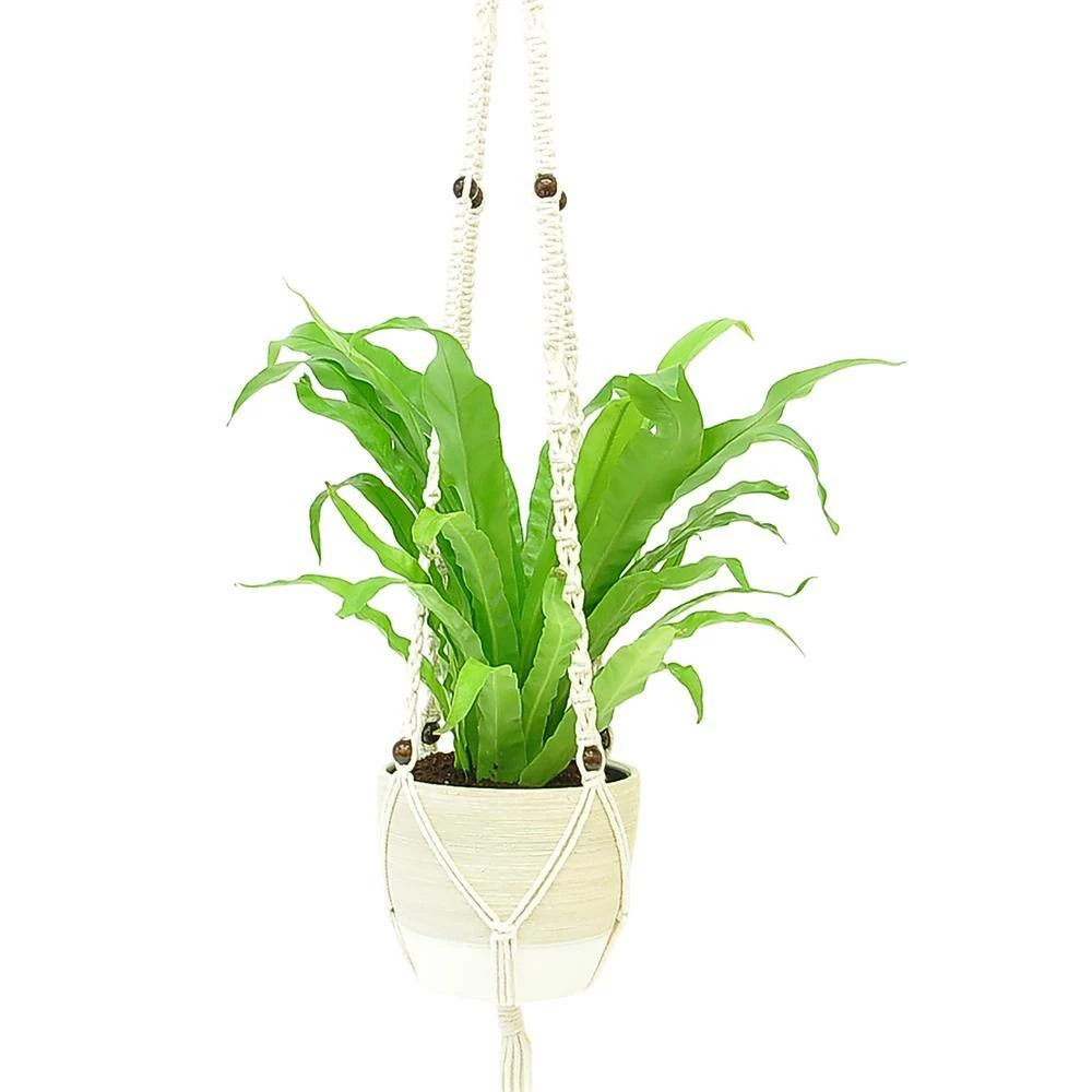 Outlet 🔔 Costa Farms Bird's Nest Fern Plant in 6 in. Premium Ceramic with Macrame Hanger 🌟 - Image 2