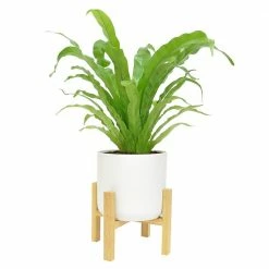 Hot Sale 😍 Costa Farms Bird's Nest Fern Plant in 6 in. White Mid Century Planter and Stand ✔️