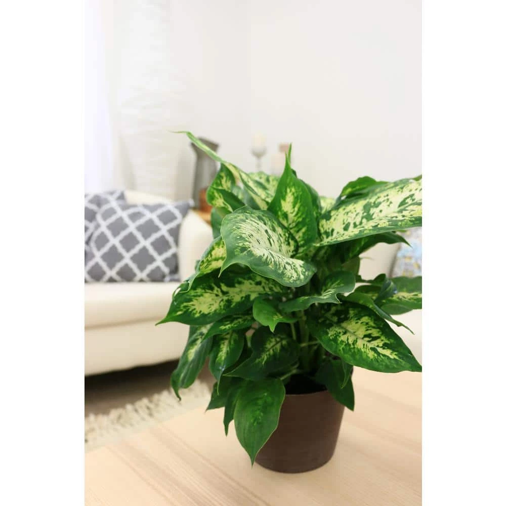 Outlet ๐ Costa Farms Dieffenbachia in 6 in. Grower Pot โค๏ธ - Image 5