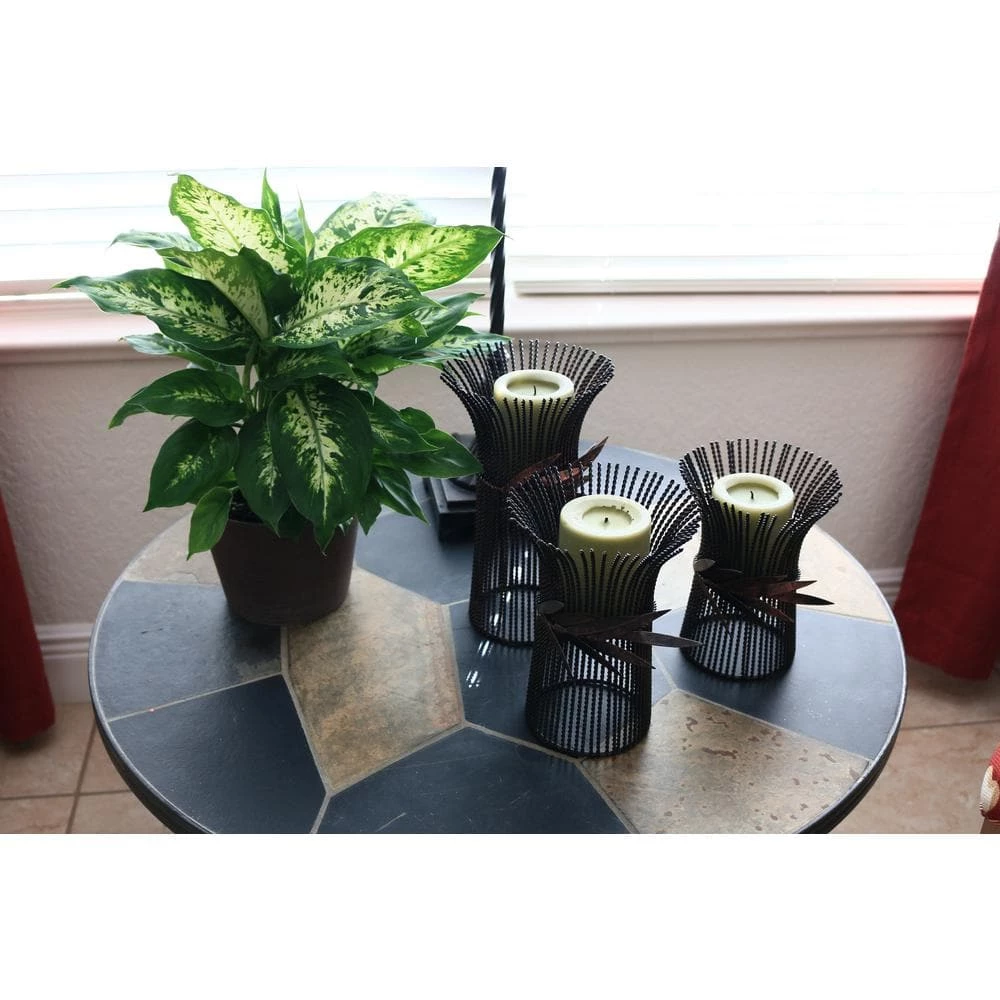 Outlet ๐ Costa Farms Dieffenbachia in 6 in. Grower Pot โค๏ธ - Image 6