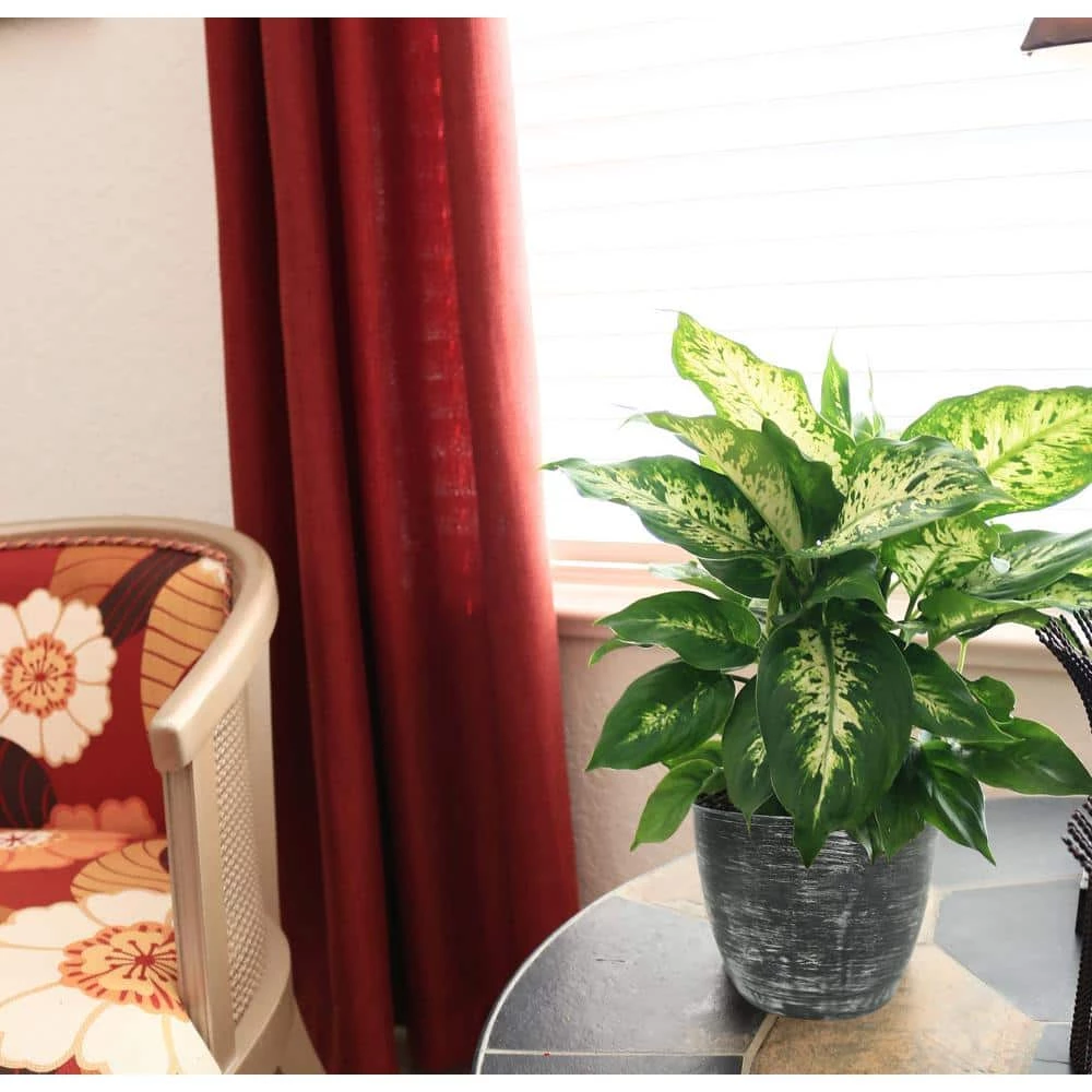 Outlet ๐ Costa Farms Dieffenbachia in 6 in. Grower Pot โค๏ธ - Image 4