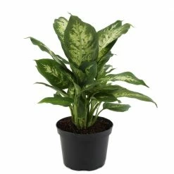 Outlet 😀 Costa Farms Dieffenbachia in 6 in. Grower Pot ❤️