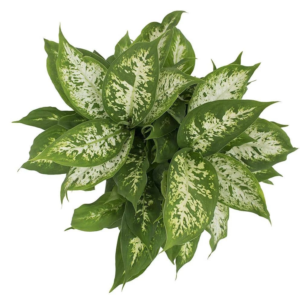 Outlet ๐ Costa Farms Dieffenbachia in 6 in. Grower Pot โค๏ธ - Image 2