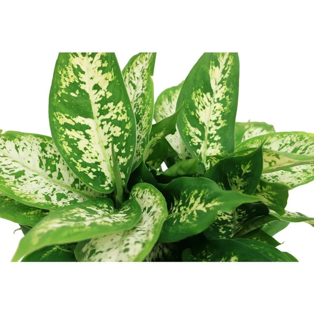 Outlet ๐ Costa Farms Dieffenbachia in 6 in. Grower Pot โค๏ธ - Image 3