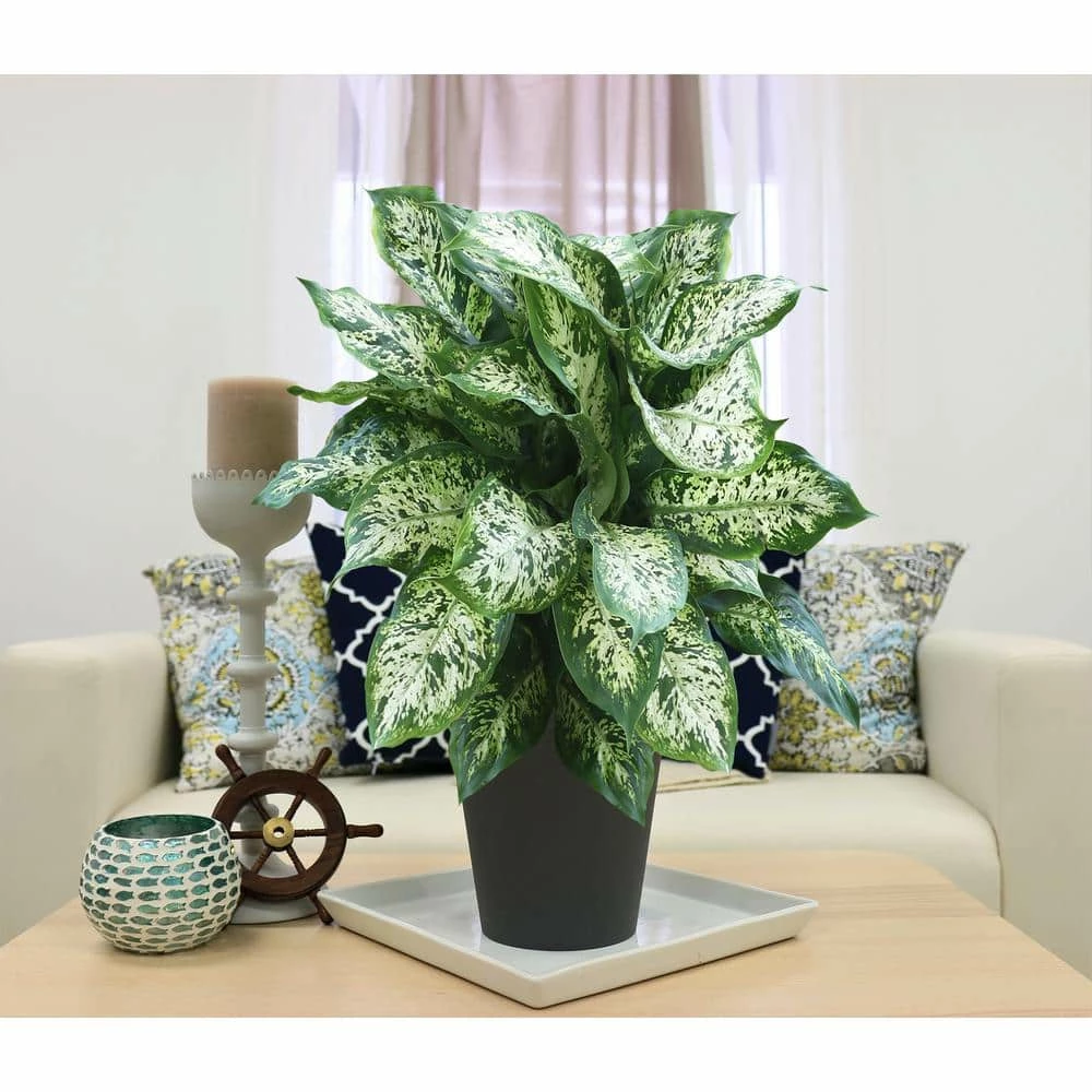 Outlet ๐ Costa Farms Dieffenbachia in 6 in. Grower Pot โค๏ธ - Image 7