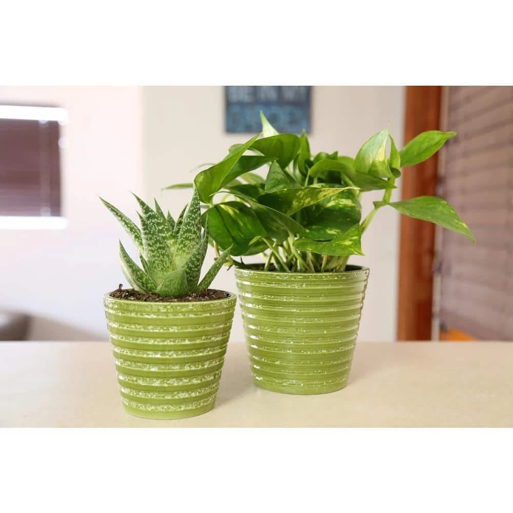 Best deal 💯 Costa Farms Golden Pothos 6 in. Grower Pot ✨ - Image 6