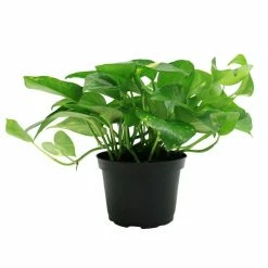 Best deal 💯 Costa Farms Golden Pothos 6 in. Grower Pot ✨