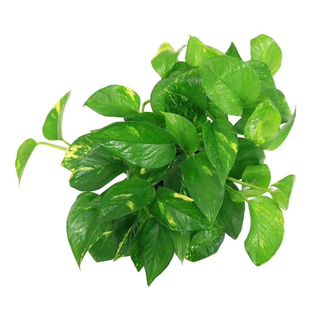 Best deal 💯 Costa Farms Golden Pothos 6 in. Grower Pot ✨ - Image 3
