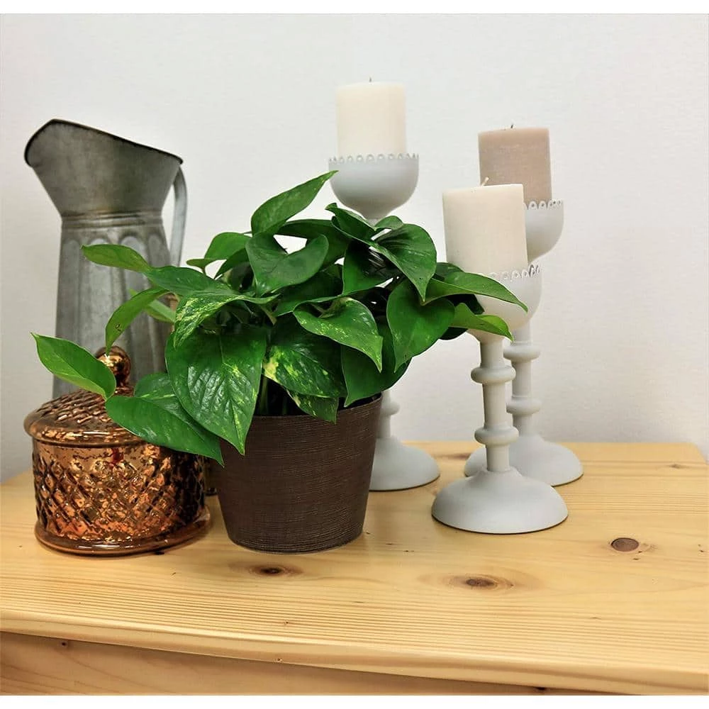 Best deal 💯 Costa Farms Golden Pothos 6 in. Grower Pot ✨ - Image 2