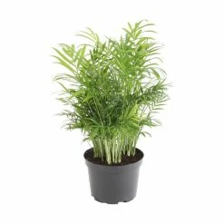 Hot Sale 😍 Costa Farms Neanthebella Palm in 6 in. Grower Pot 👏